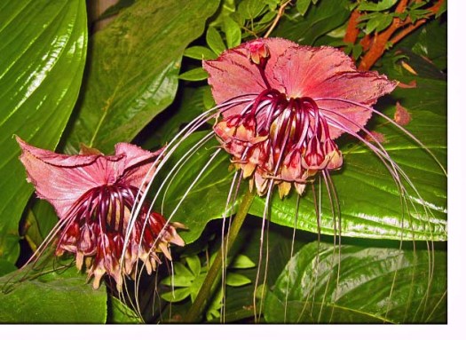 exotic flowers_7604ps