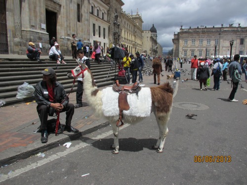 A man and his llama in Plaza Bolivar