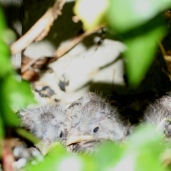 almost ready to fledge...(See photo of adult finch above)