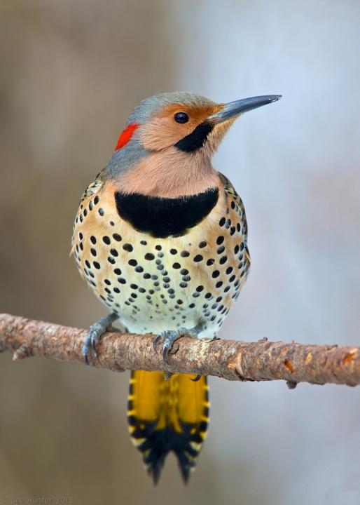 northern flickers – A Place in the World