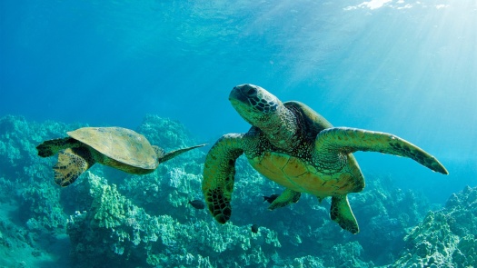 Green sea turtles - endangered ( and yet we often see them).