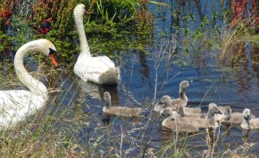 Swan family